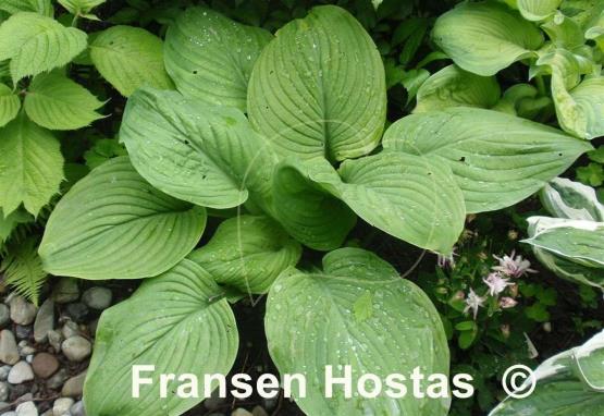 Hosta Fried Green Tomatoes